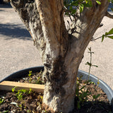 Granaatappelboom - 180 cm