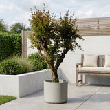 Granaatappelboom - 180 cm