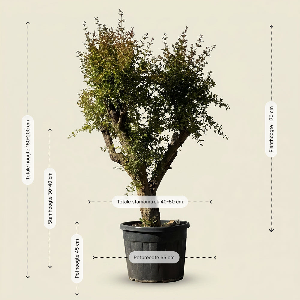 Granaatappelboom - 180 cm