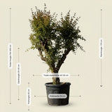 Granaatappelboom - 180 cm