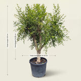 Granaatappelboom - 230 cm