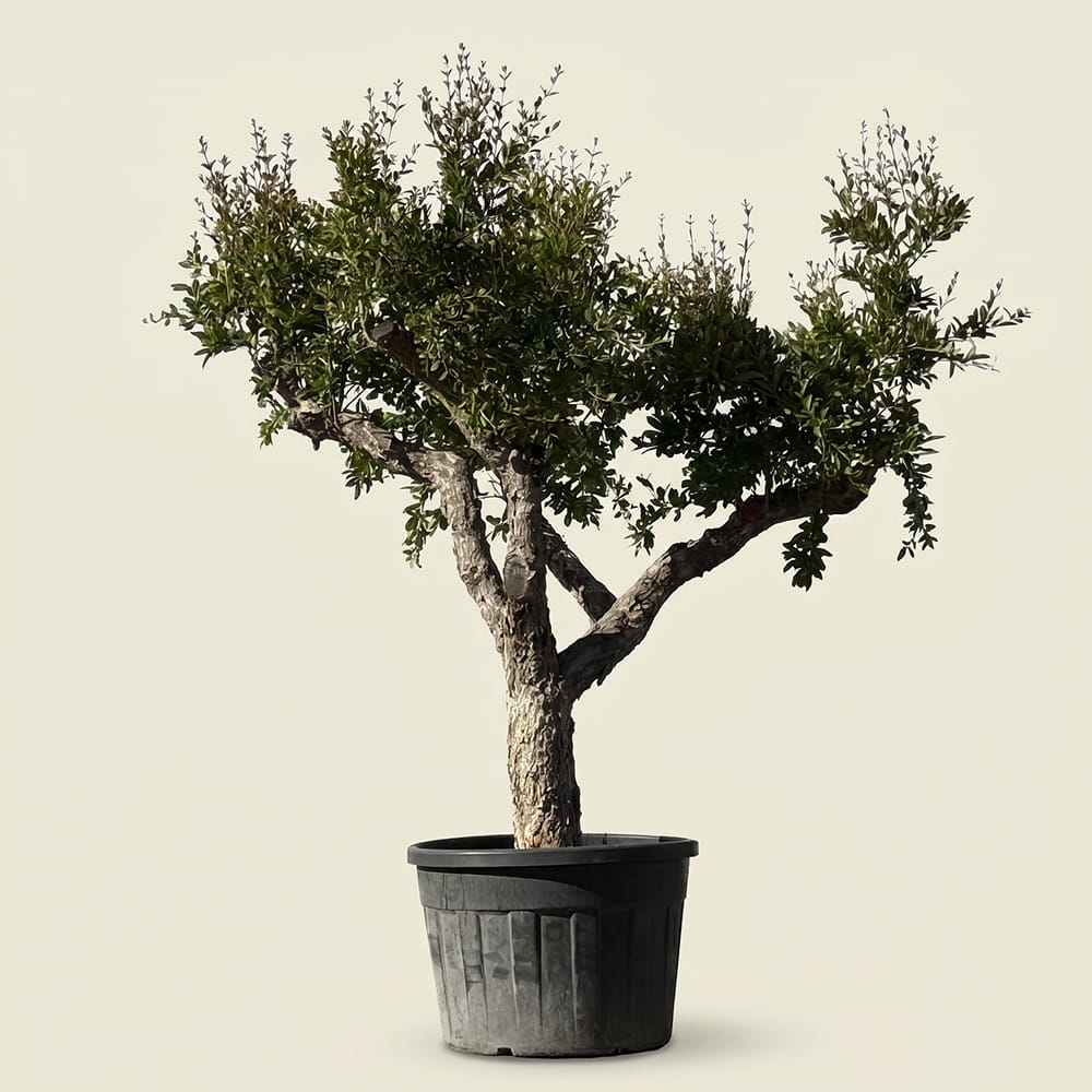 Granaatappelboom - 230 cm