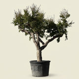 Granaatappelboom - 230 cm