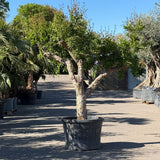 Granaatappelboom - 230 cm