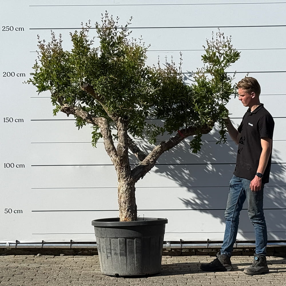 Granaatappelboom - 230 cm