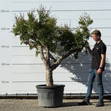 Granaatappelboom - 230 cm