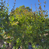 Granaatappelboom - 230 cm
