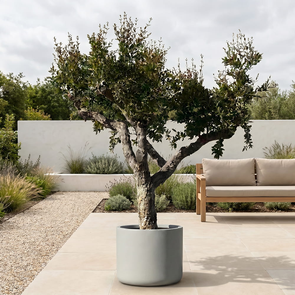 Granaatappelboom - 230 cm