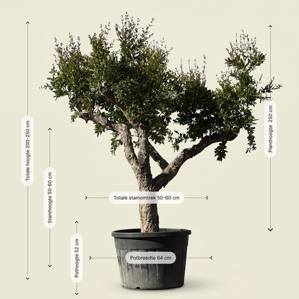 Granaatappelboom - 230 cm
