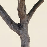 Vijgenboom hoogstam - 180 cm