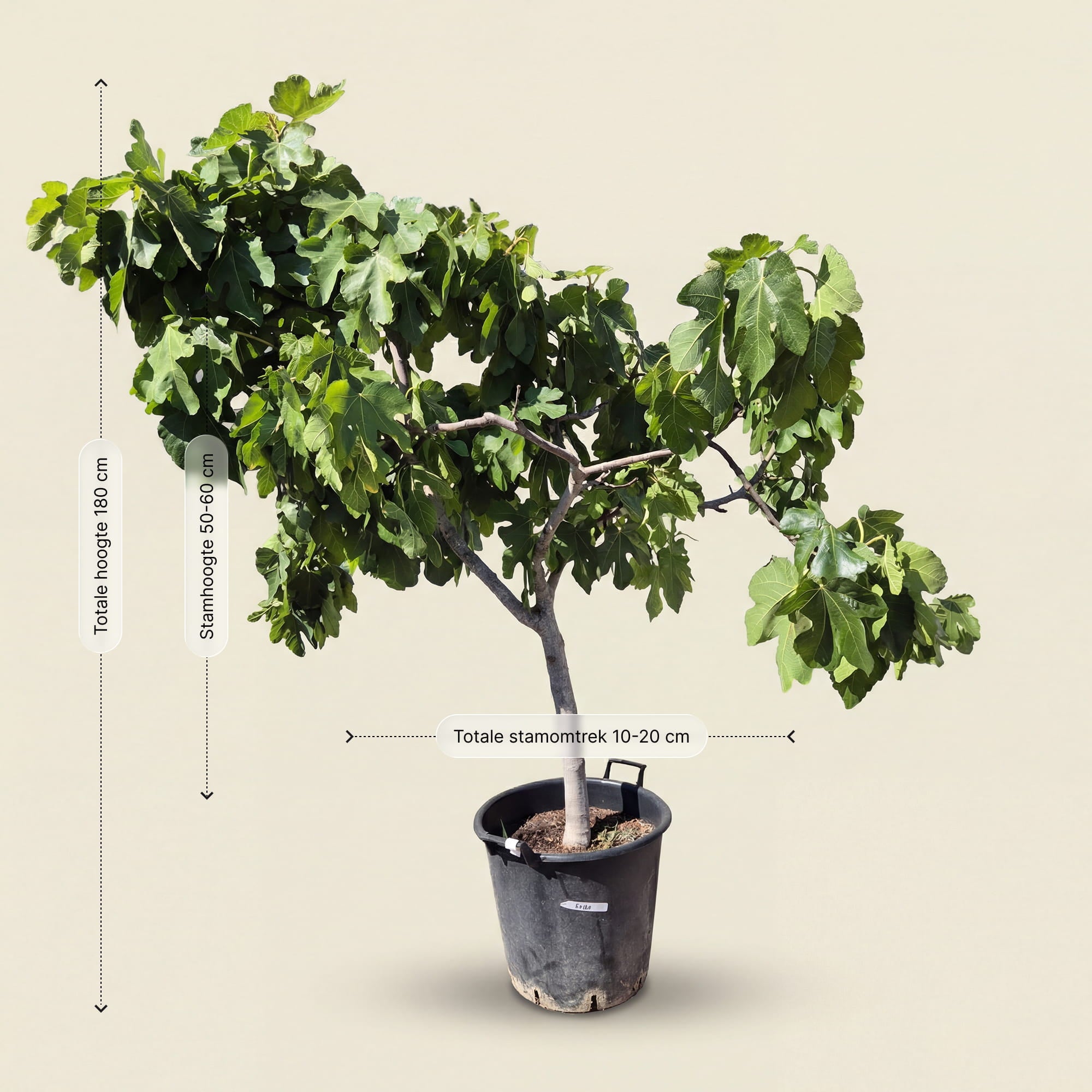 Vijgenboom hoogstam - 180 cm