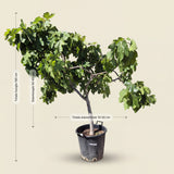 Vijgenboom hoogstam - 180 cm