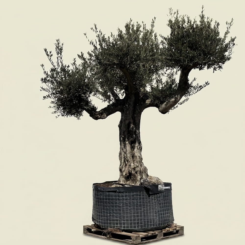 Oude olijfboom met natuurlijke vertakking