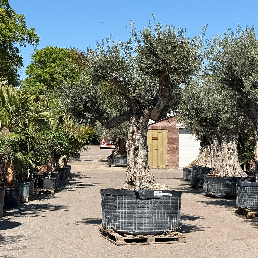 Oude olijfboom met natuurlijke vertakking