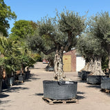 Oude olijfboom met natuurlijke vertakking