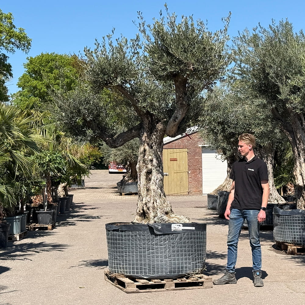 Oude olijfboom met natuurlijke vertakking