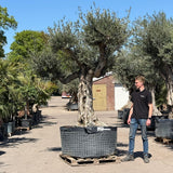 Oude olijfboom met natuurlijke vertakking