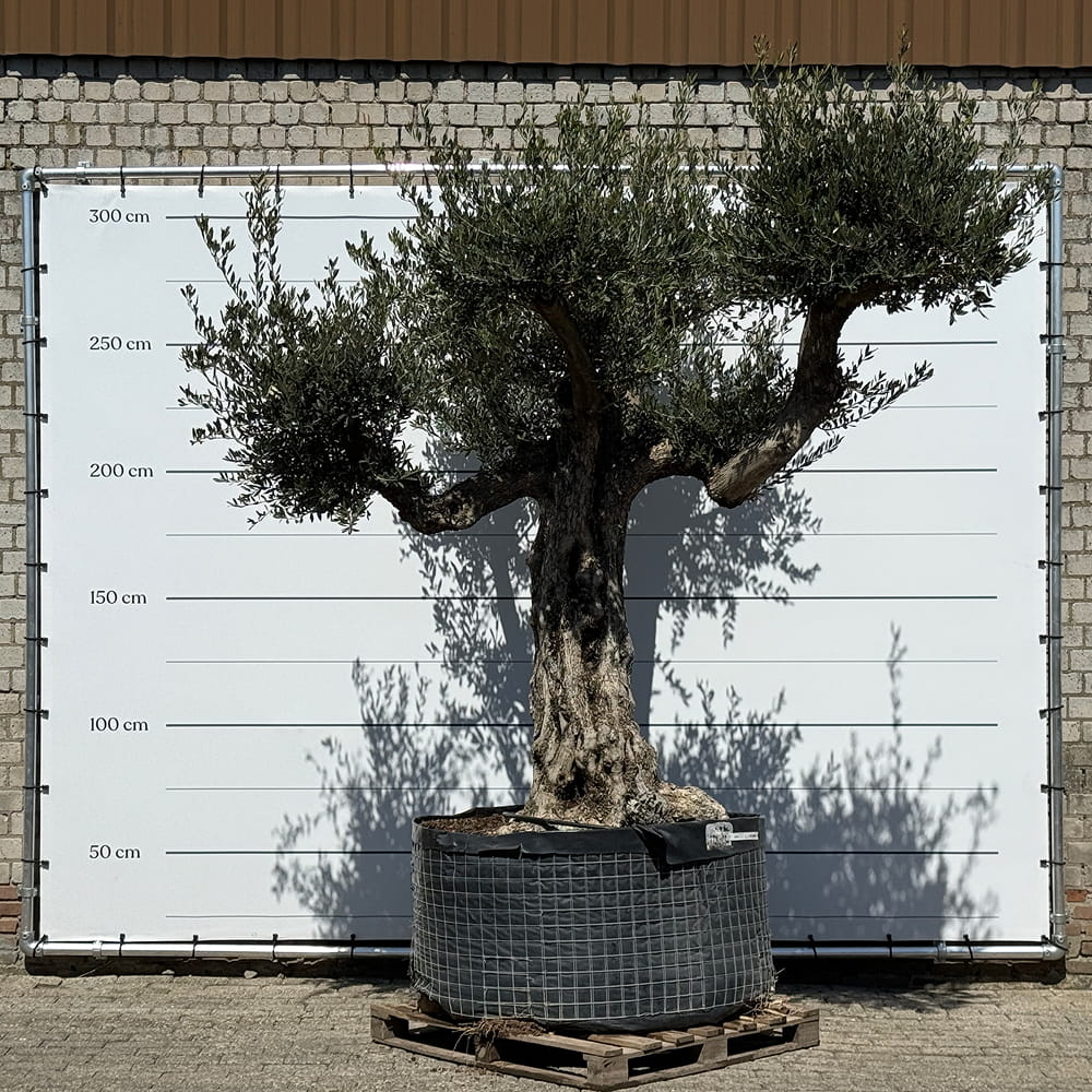 Oude olijfboom met natuurlijke vertakking