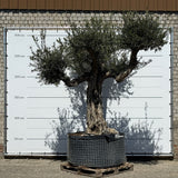 Oude olijfboom met natuurlijke vertakking