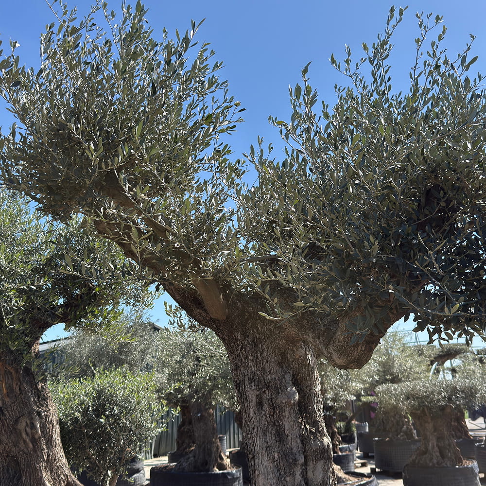 Oude olijfboom met natuurlijke vertakking