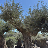 Oude olijfboom met natuurlijke vertakking