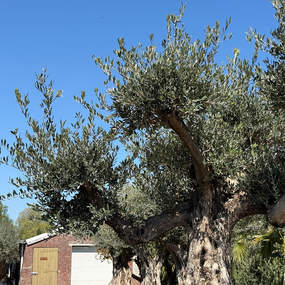 Oude olijfboom met natuurlijke vertakking
