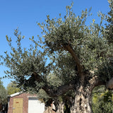 Oude olijfboom met natuurlijke vertakking