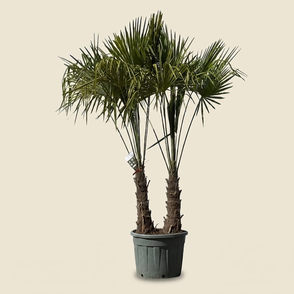 Chinese waaierpalm met dubbele stam - 250 cm