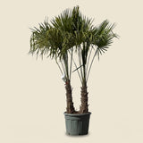 Chinese waaierpalm met dubbele stam - 250 cm