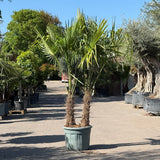 Chinese waaierpalm met dubbele stam - 250 cm