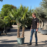 Chinese waaierpalm met dubbele stam - 250 cm