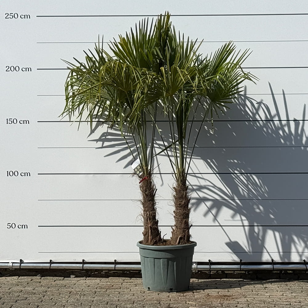 Chinese waaierpalm met dubbele stam - 250 cm