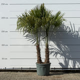 Chinese waaierpalm met dubbele stam - 250 cm