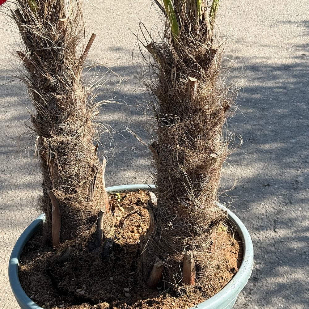Chinese waaierpalm met dubbele stam - 250 cm