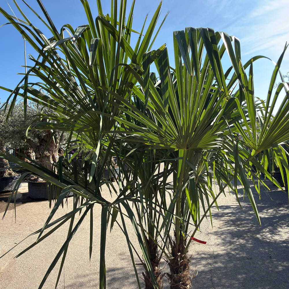 Chinese waaierpalm met dubbele stam - 250 cm