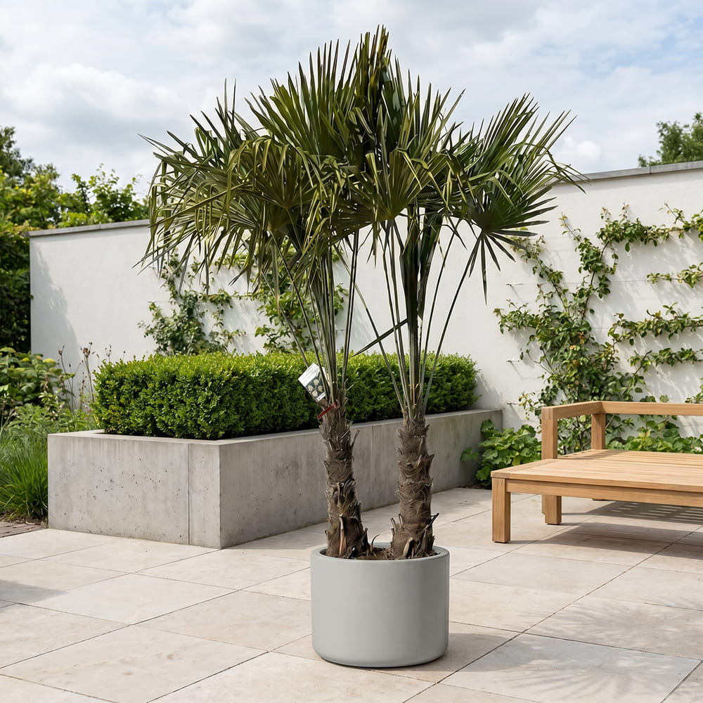 Chinese waaierpalm met dubbele stam - 250 cm