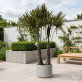 Chinese waaierpalm met dubbele stam - 250 cm