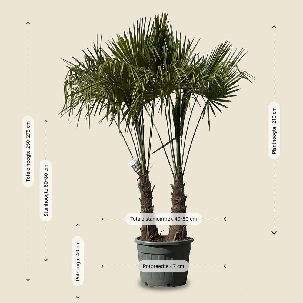 Chinese waaierpalm met dubbele stam - 250 cm