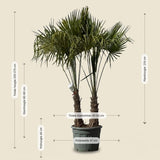 Chinese waaierpalm met dubbele stam - 250 cm