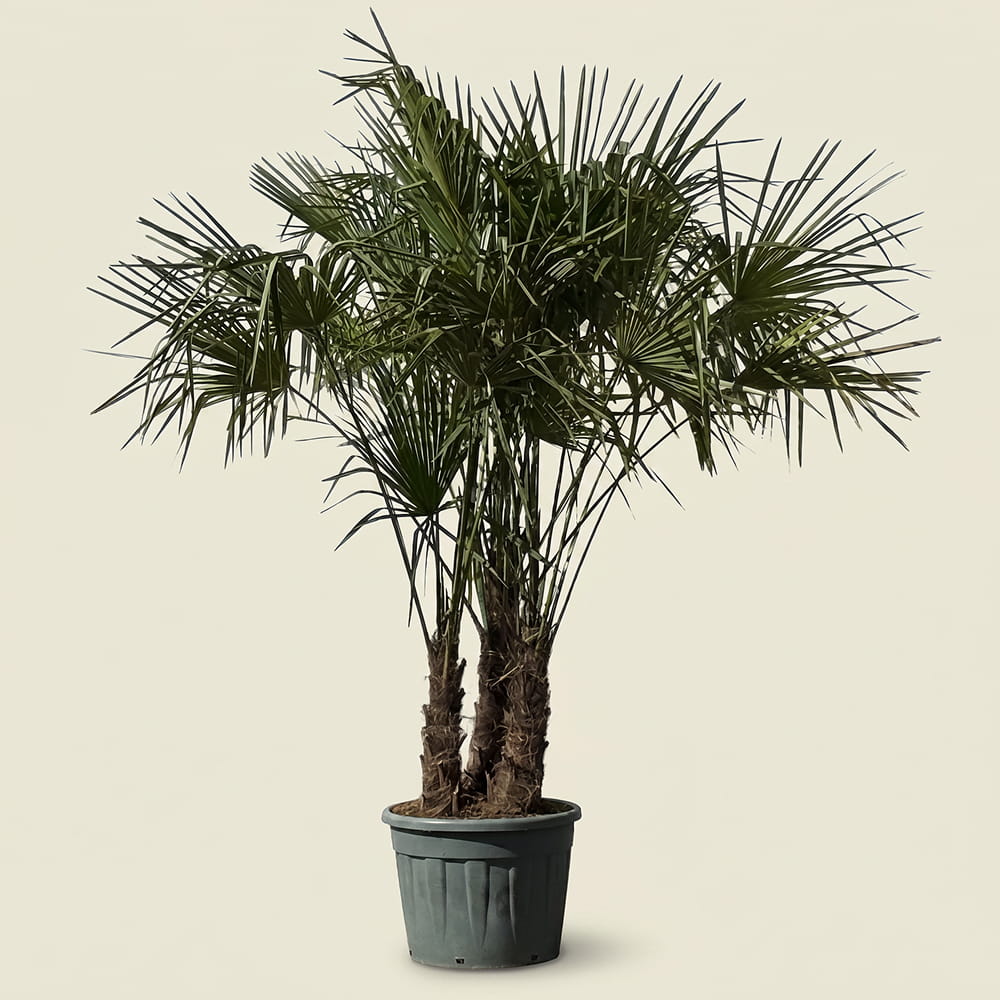 Chinese waaierpalm met drie stammen - 230 cm