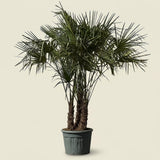 Chinese waaierpalm met drie stammen - 230 cm