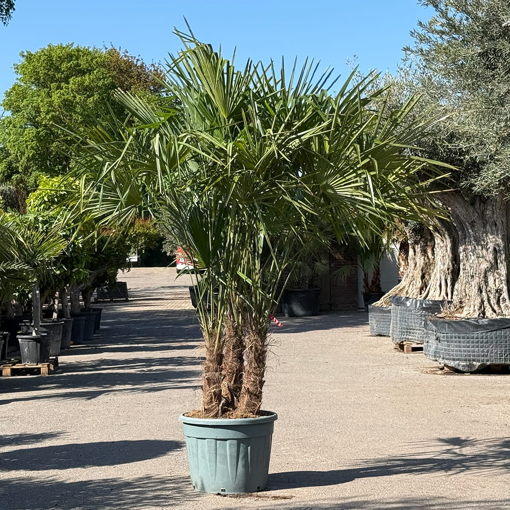 Chinese waaierpalm met drie stammen - 230 cm