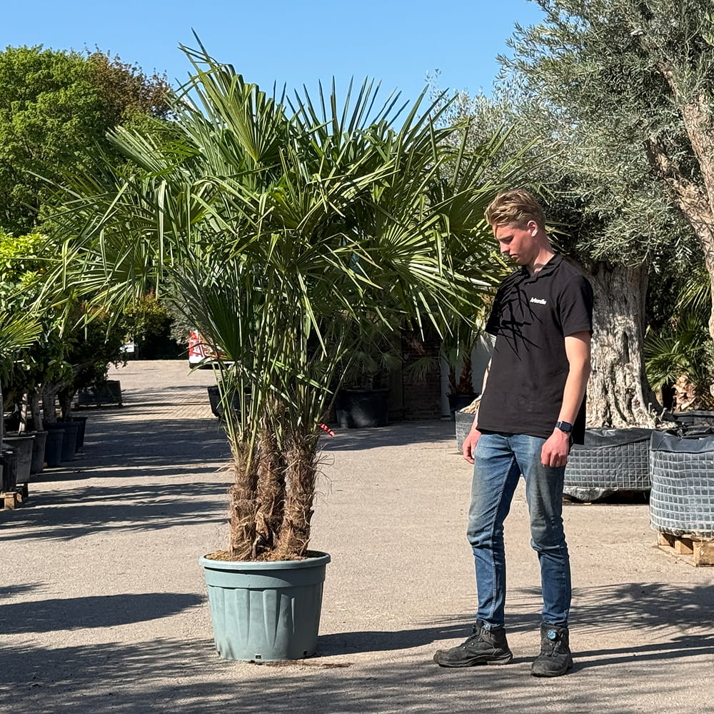 Chinese waaierpalm met drie stammen - 230 cm
