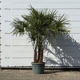 Chinese waaierpalm met drie stammen - 230 cm