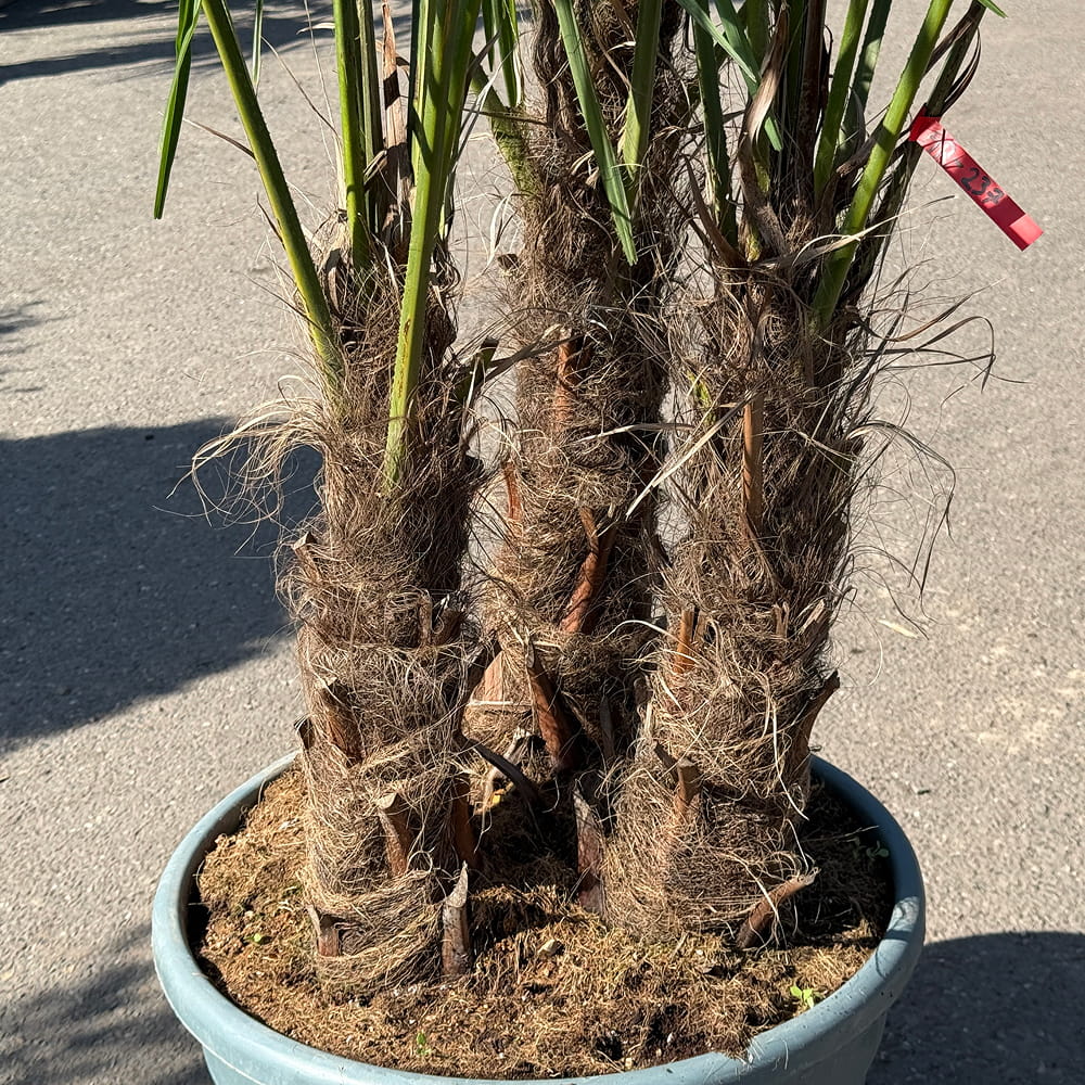 Chinese waaierpalm met drie stammen - 230 cm