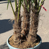 Chinese waaierpalm met drie stammen - 230 cm