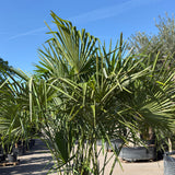 Chinese waaierpalm met drie stammen - 230 cm
