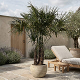 Chinese waaierpalm met drie stammen - 230 cm