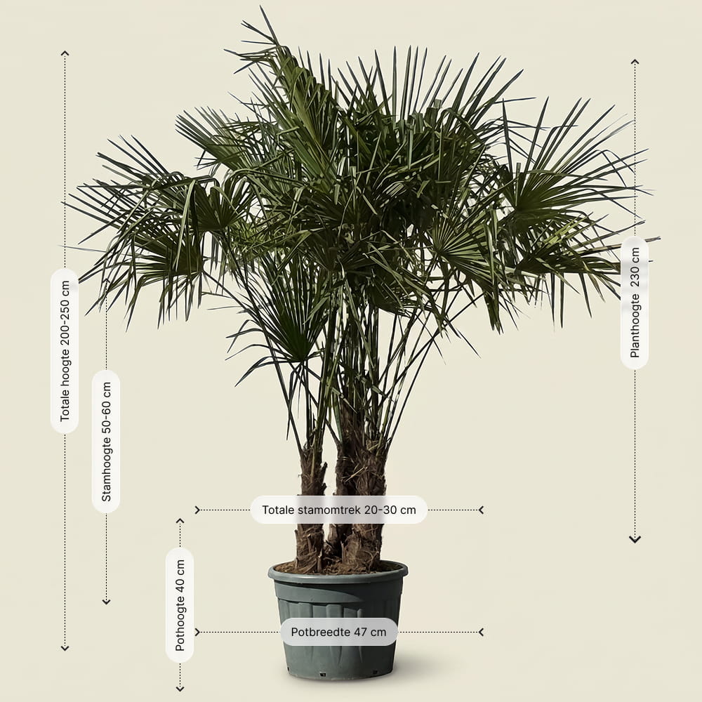 Chinese waaierpalm met drie stammen - 230 cm