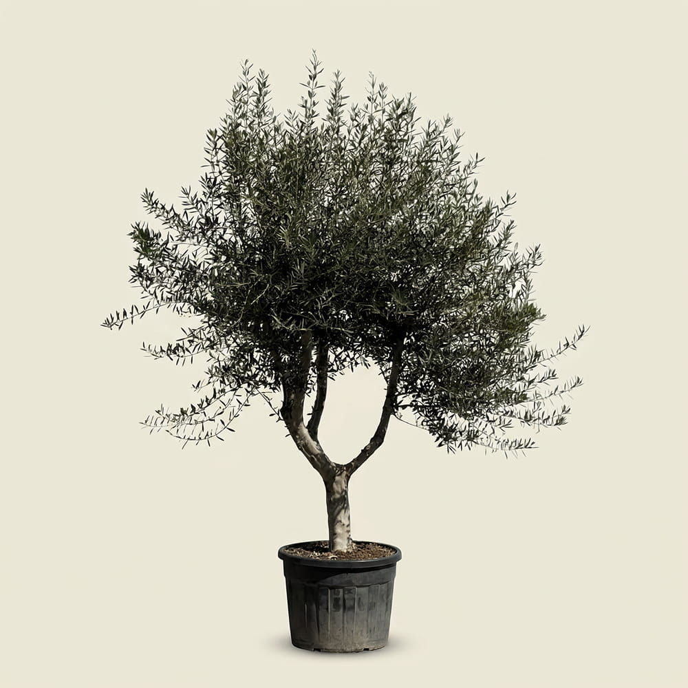 Olijfboom met open kroon - 250 cm